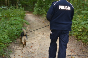 Zdjęcie poglądowe, przedstawiające policjanta. Policjant prowadzi psa służbowego na smyczy, pies szuka zaginionego mężczyzny.