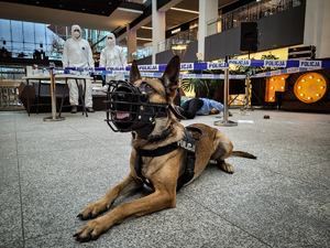 Zdjęcie przedstawiające policyjnego psa