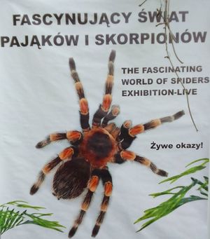 Zdjęcie przedstawiające pająka