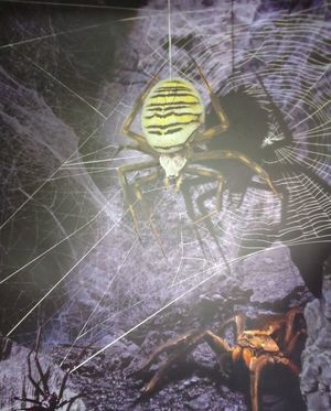Zdjęcie przedstawiające pająki