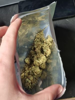 Zdjęcie przedstawiające marihuanę w woreczku foliowym