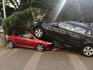 Zdjęcie przedstawiające bmw, które najechało na drzewo i maskę peugeota