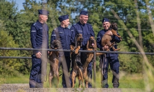 Zdjęcie przedstawiające policjantów z psami służbowymi