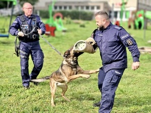Przewodnik psa służbowego to funkcjonariusz, który na co dzień współpracuje ze swoim specjalnie wyszkolonym psem. Jego zadania zależą od wyspecjalizowania czworonoga – może to być pies tropiący, patrolowo-tropiący, bojowy lub do zadań specjalnych czyli wykrywania konkretnych zapachów np. narkotyków, materiałów wybuchowych czy zwłok, a także poszukiwania osób zaginionych. W Komendzie Miejskiej Policji w Słupsku służbę pełni czterech przewodników, którzy mają pod opieką trzy psy patrolowo – tropiące (Sonia, Kary, Thor) i jednego do wykrywania zapachów materiałów wybuchowych (Luna).