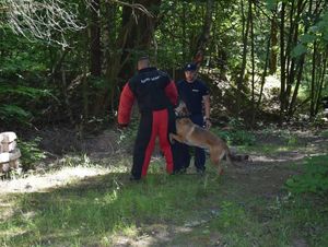 Zdjęcie przedstawiające przewodnika psa służbowego wraz ze swoim podopiecznym owczarkiem Szogunem, a także pozoranta.