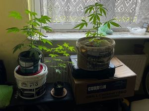 Zdjęcie przedstawiające zabezpieczone doniczki z drzewkami marihuany.