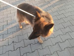 Zdjęcie przedstawiające psa.