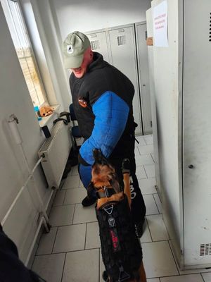 Zdjęcia przedstawiają szkolenie służb mundurowych z psami