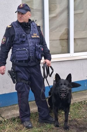 Zdjęcia przedstawiają szkolenie służb mundurowych z psami