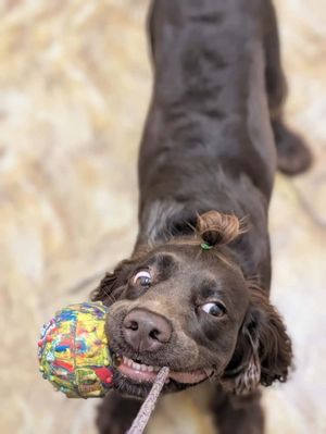 zdjęcia przedstawiają psa i policjanta