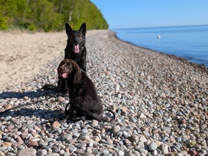 zdjęcia przedstawiają psa i policjanta