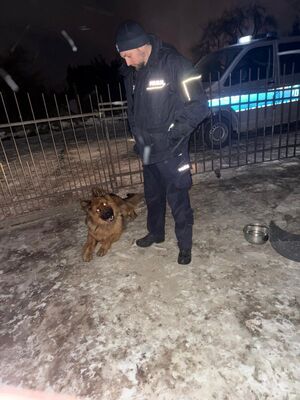Oksywscy policjanci uratowali życie psa, który nie miał zapewnionych odpowiednich do panującej temperatury i pory roku warunków bytowych.