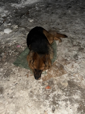 Oksywscy policjanci uratowali życie psa, który nie miał zapewnionych odpowiednich do panującej temperatury i pory roku warunków bytowych.