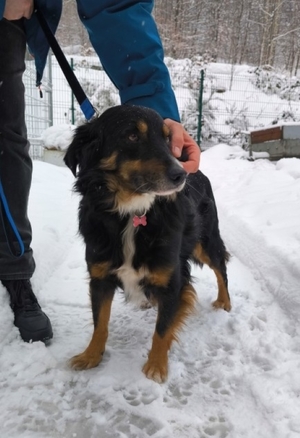 Bił psa łopatą do odśnieżania.