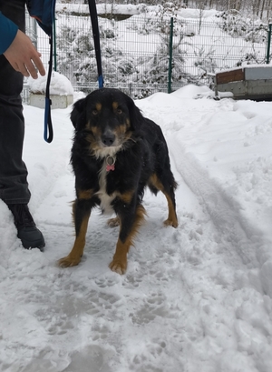 Bił psa łopatą do odśnieżania.